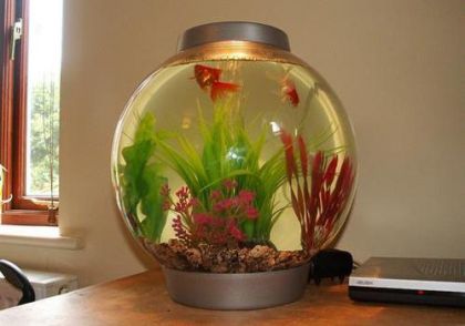 看图识字，那个英语词汇是对的？ Hanging lamp,Sofa Cushion,Sofa,Fish bowl