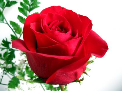 看图识字，那个英语词汇是对的？ New Year's Day,Mother's Day,Halloween,Rose